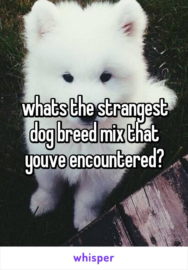 whats the strangest dog breed mix that youve encountered?