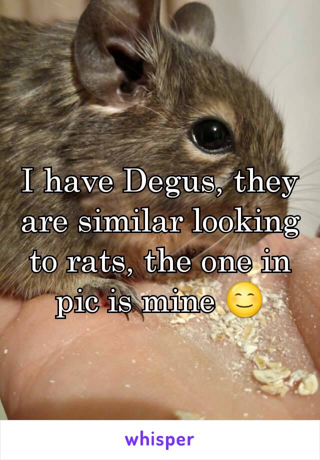 I have Degus, they are similar looking to rats, the one in pic is mine 😊