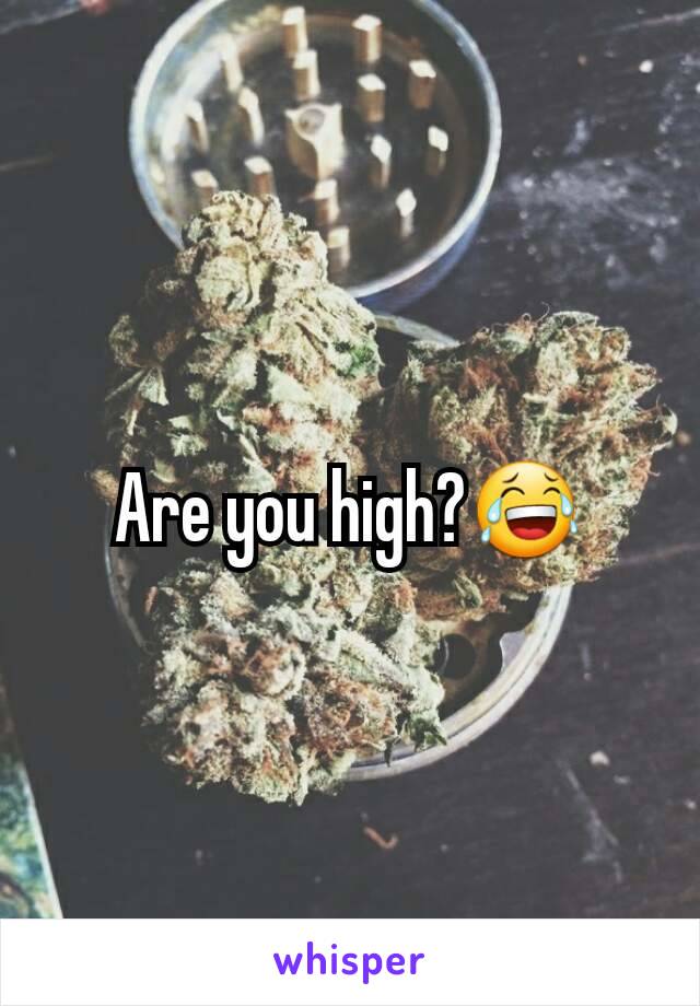 Are you high?😂