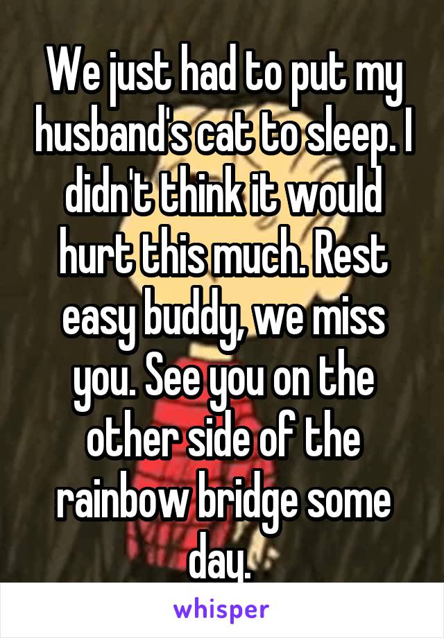 We just had to put my husband's cat to sleep. I didn't think it would hurt this much. Rest easy buddy, we miss you. See you on the other side of the rainbow bridge some day. 