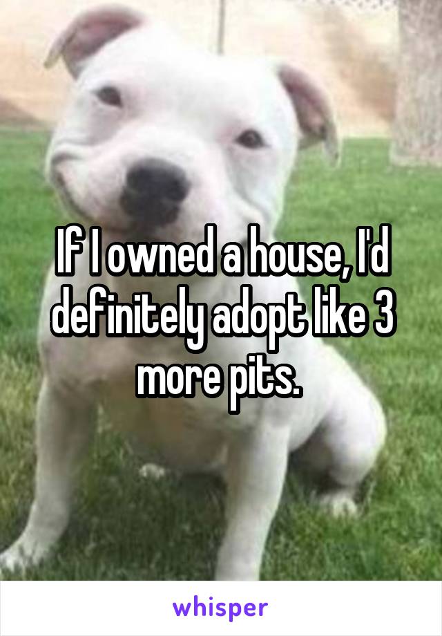 If I owned a house, I'd definitely adopt like 3 more pits. 