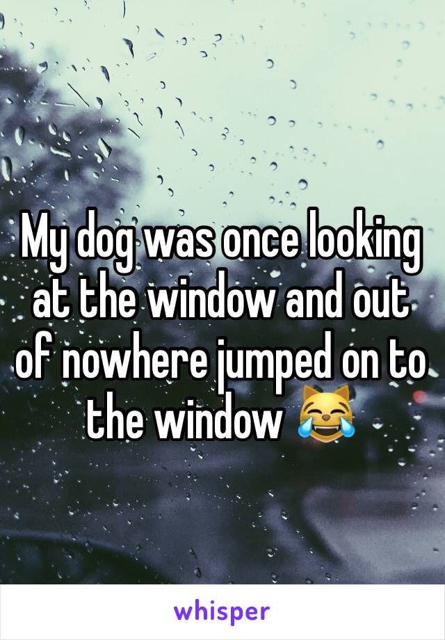 My dog was once looking at the window and out of nowhere jumped on to the window 😹