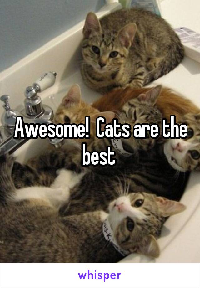 Awesome!  Cats are the best 