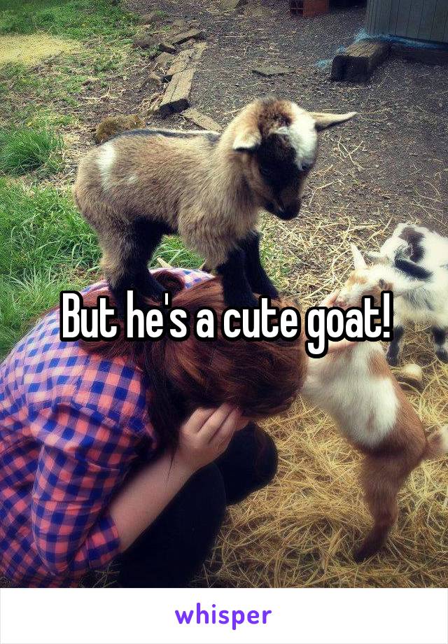 But he's a cute goat!