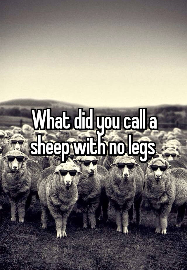 what-did-you-call-a-sheep-with-no-legs