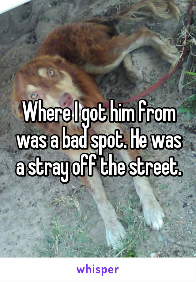 Where I got him from was a bad spot. He was a stray off the street.