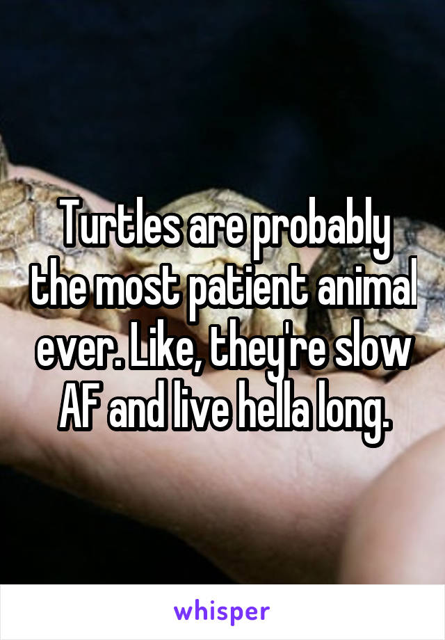 Turtles are probably the most patient animal ever. Like, they're slow AF and live hella long.