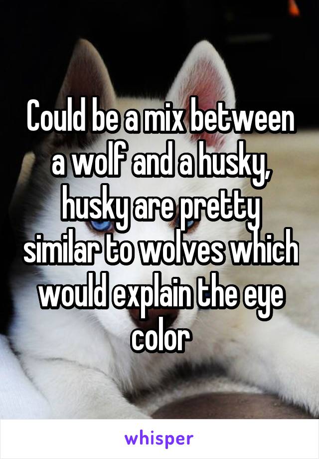 Could be a mix between a wolf and a husky, husky are pretty similar to wolves which would explain the eye color