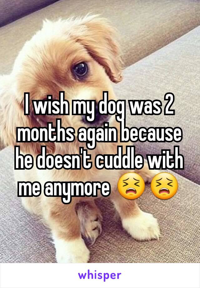 I wish my dog was 2 months again because he doesn't cuddle with me anymore 😣😣