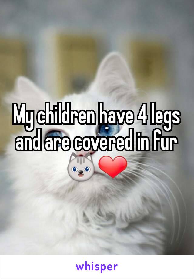 My children have 4 legs and are covered in fur 😺❤