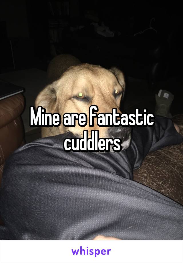 Mine are fantastic cuddlers