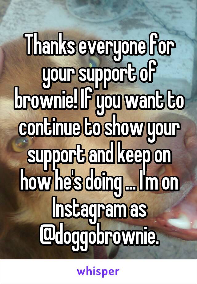 Thanks everyone for your support of brownie! If you want to continue to show your support and keep on how he's doing ... I'm on Instagram as @doggobrownie.