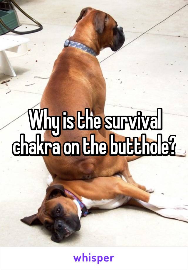 Why is the survival chakra on the butthole?