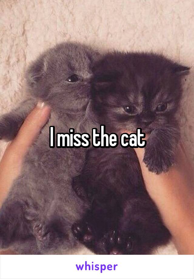 I miss the cat
