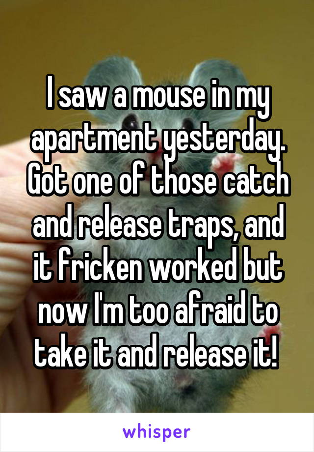 I saw a mouse in my apartment yesterday. Got one of those catch and release traps, and it fricken worked but now I'm too afraid to take it and release it! 
