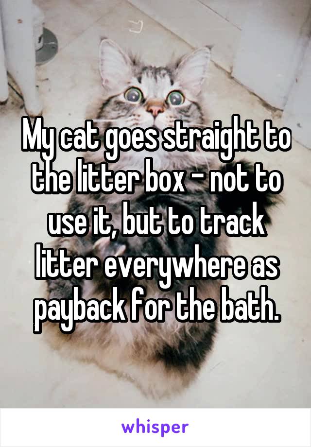 My cat goes straight to the litter box - not to use it, but to track litter everywhere as payback for the bath.