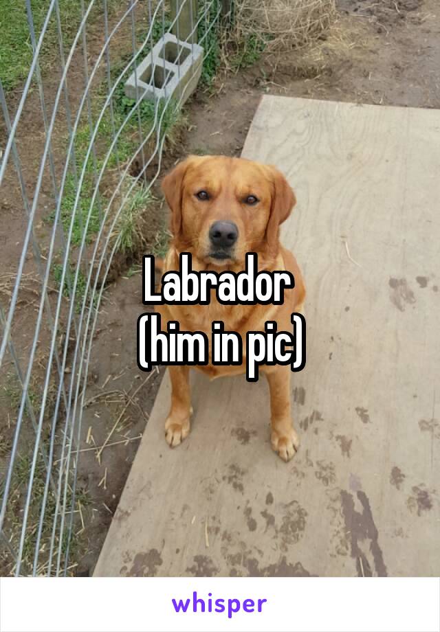 Labrador 
(him in pic)