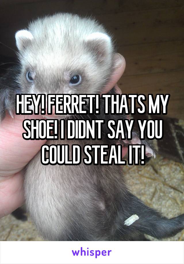 HEY! FERRET! THATS MY SHOE! I DIDNT SAY YOU COULD STEAL IT!