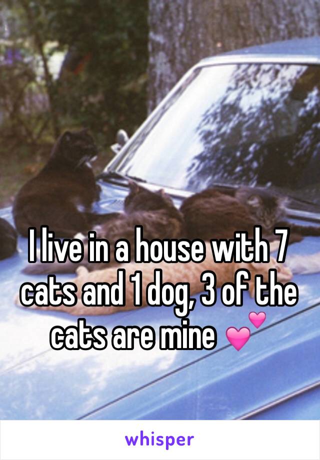 



I live in a house with 7 cats and 1 dog, 3 of the cats are mine 💕