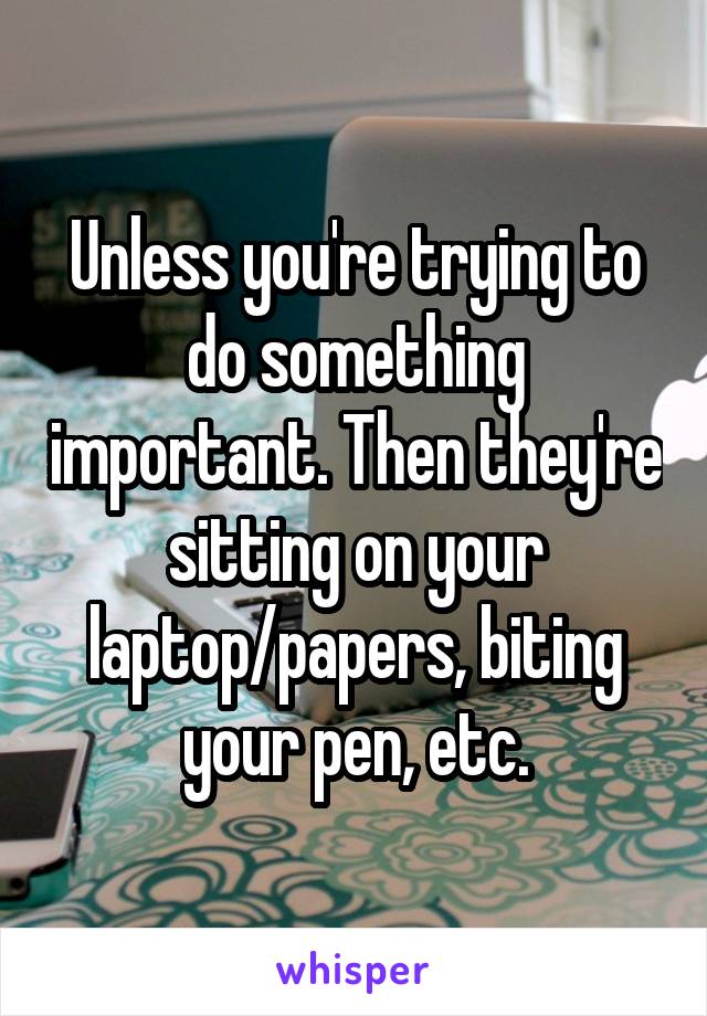 Unless you're trying to do something important. Then they're sitting on your laptop/papers, biting your pen, etc.