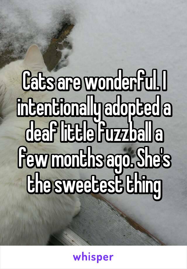 Cats are wonderful. I intentionally adopted a deaf little fuzzball a few months ago. She's the sweetest thing