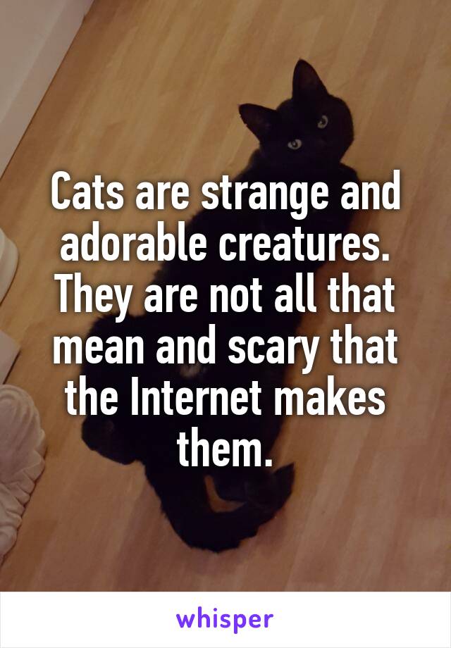 Cats are strange and adorable creatures. They are not all that mean and scary that the Internet makes them.