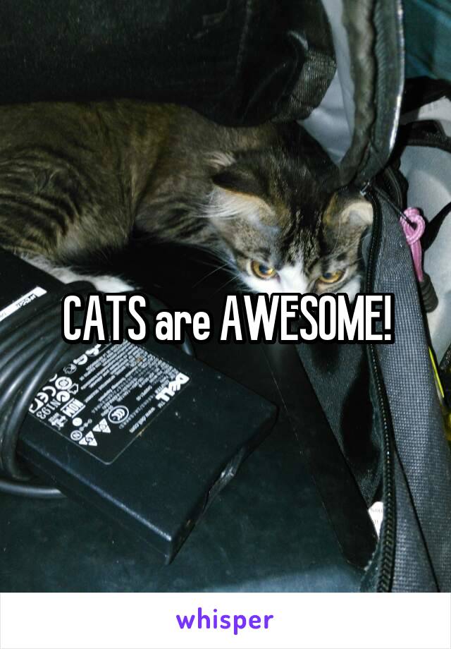 CATS are AWESOME!