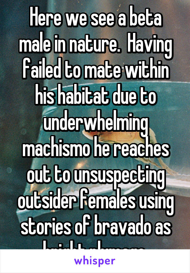 Here we see a beta male in nature.  Having failed to mate within his habitat due to underwhelming machismo he reaches out to unsuspecting outsider females using stories of bravado as bright plumage.