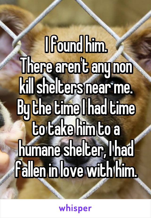 I found him.
There aren't any non kill shelters near me.
By the time I had time to take him to a humane shelter, I had fallen in love with him.