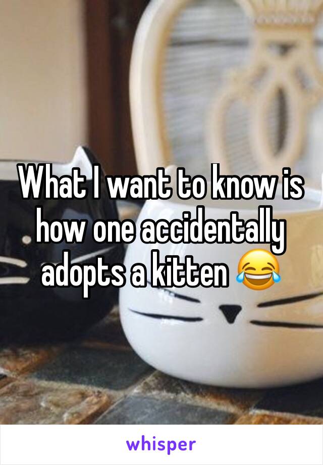 What I want to know is how one accidentally adopts a kitten 😂