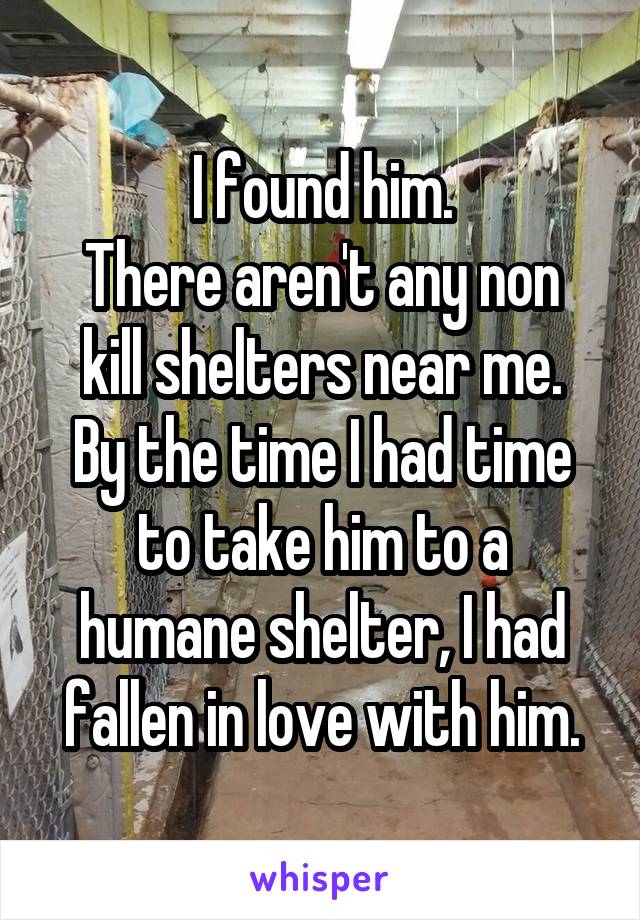 I found him.
There aren't any non kill shelters near me.
By the time I had time to take him to a humane shelter, I had fallen in love with him.