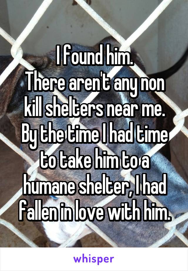 I found him.
There aren't any non kill shelters near me.
By the time I had time to take him to a humane shelter, I had fallen in love with him.