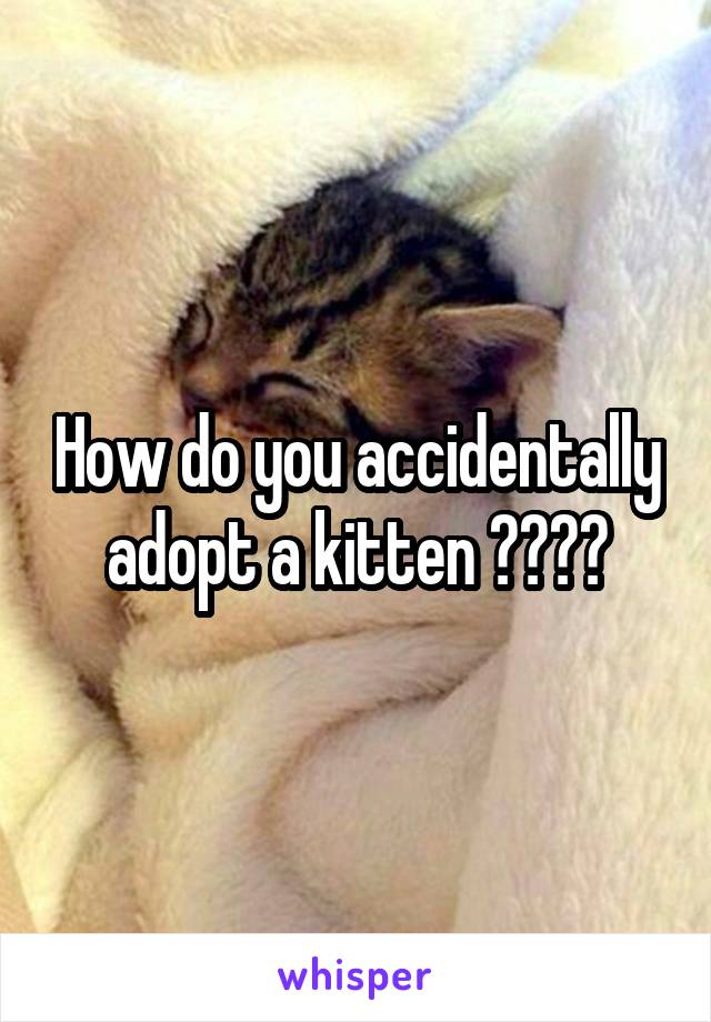 How do you accidentally adopt a kitten ????