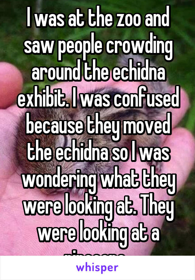 I was at the zoo and saw people crowding around the echidna exhibit. I was confused because they moved the echidna so I was wondering what they were looking at. They were looking at a pinecone. 