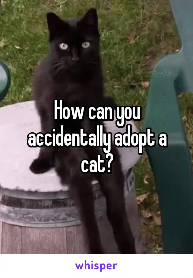 How can you accidentally adopt a cat?