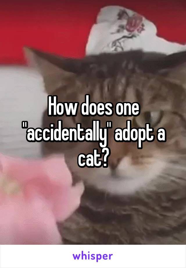 How does one "accidentally" adopt a cat?