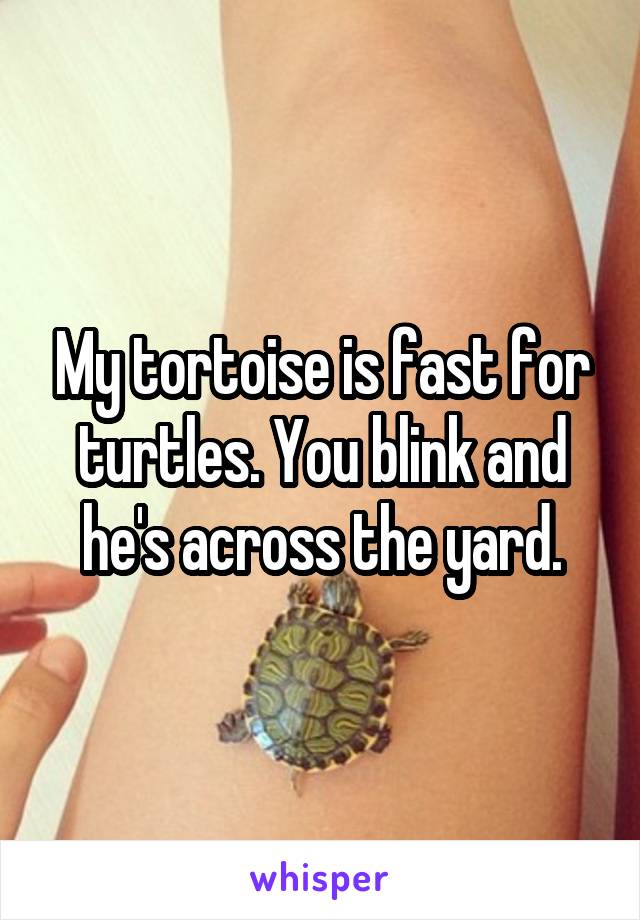 My tortoise is fast for turtles. You blink and he's across the yard.