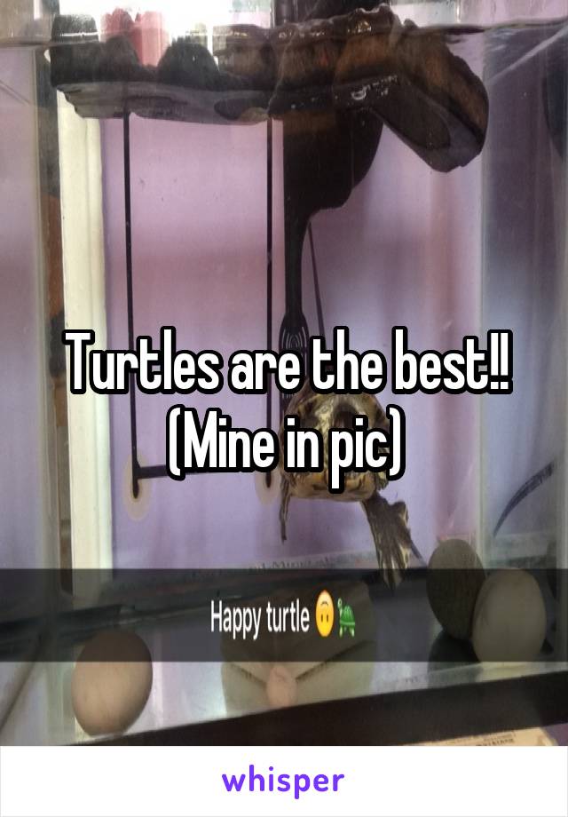 Turtles are the best!! (Mine in pic)