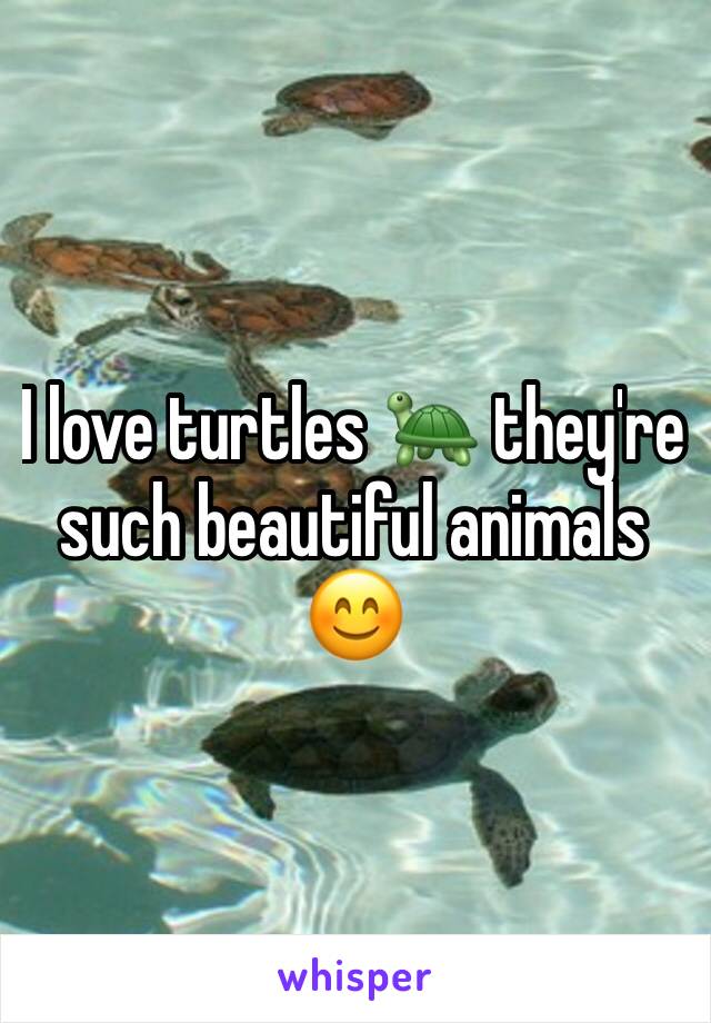 I love turtles 🐢 they're such beautiful animals 😊