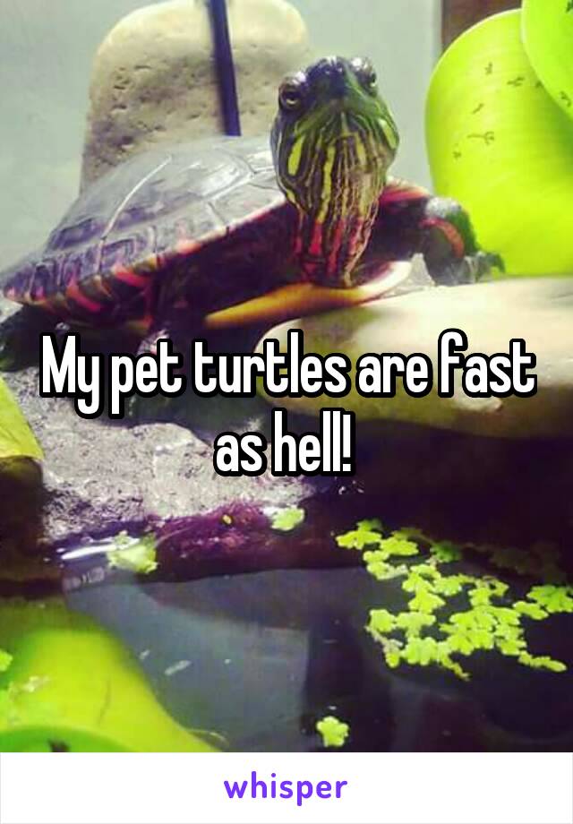 My pet turtles are fast as hell! 
