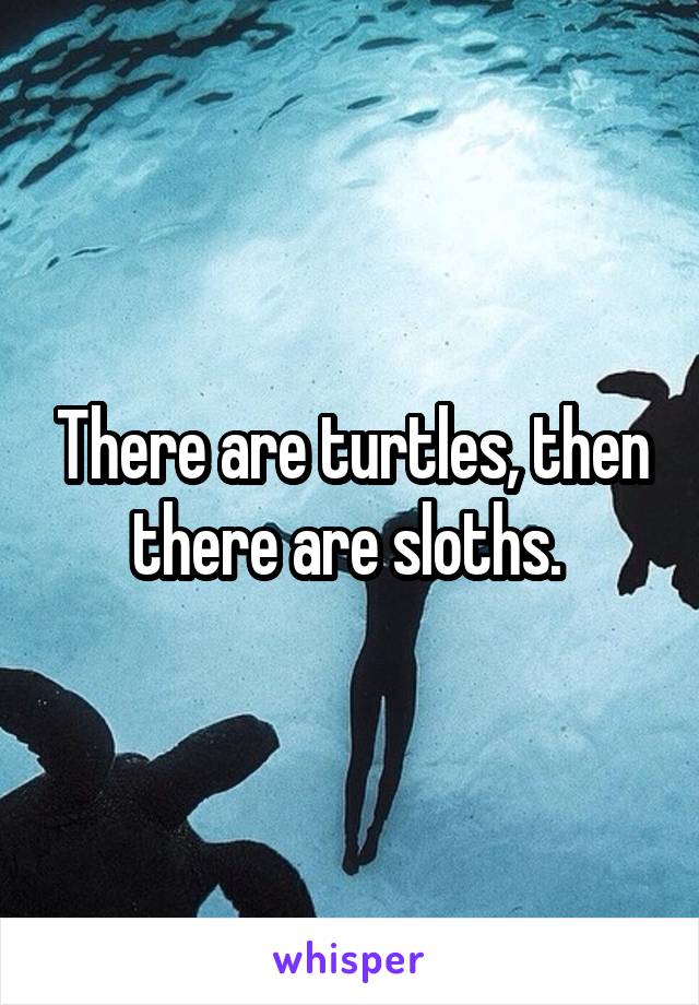 There are turtles, then there are sloths. 