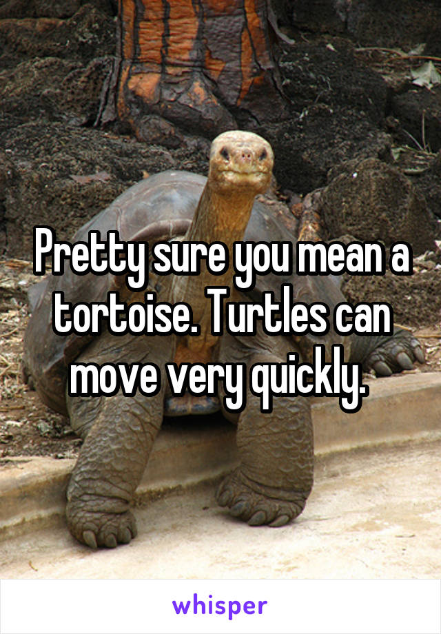 Pretty sure you mean a tortoise. Turtles can move very quickly. 