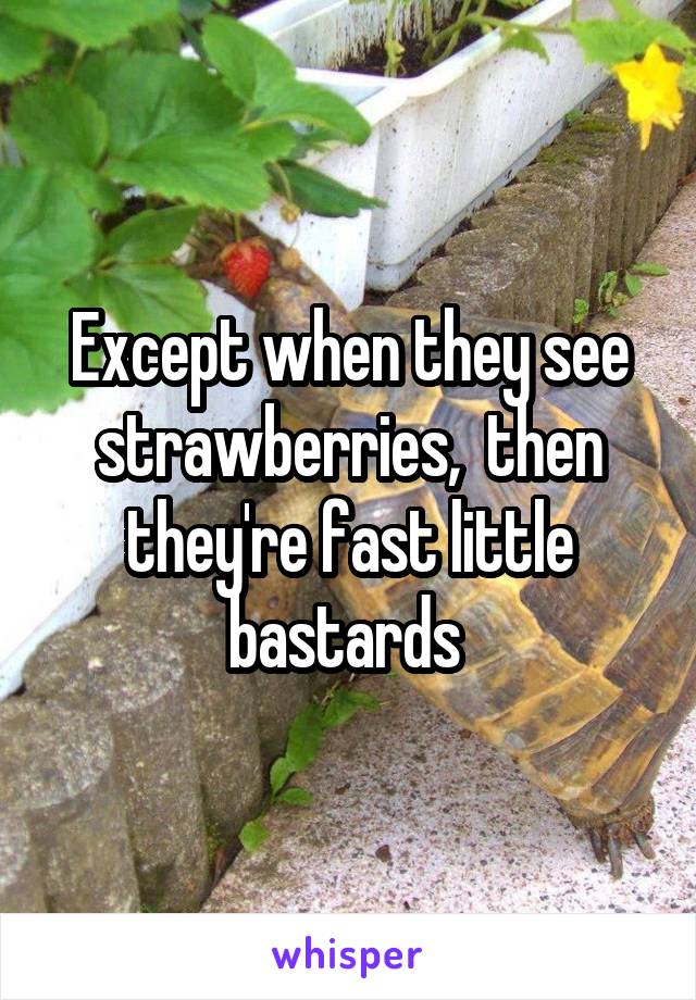Except when they see strawberries,  then they're fast little bastards 