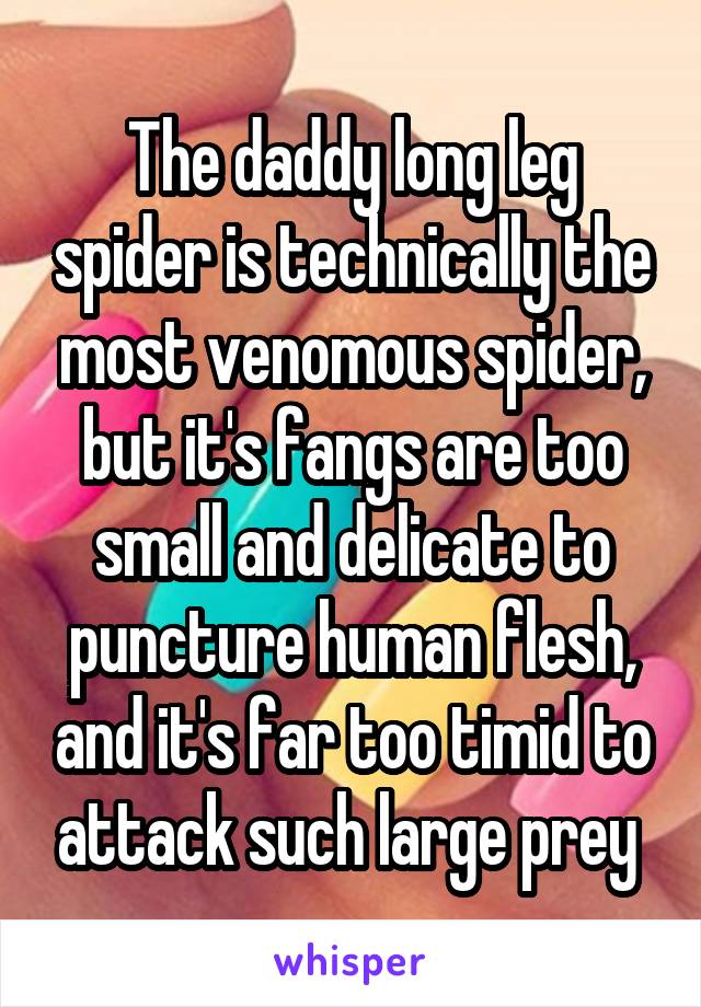 The daddy long leg spider is technically the most venomous spider, but it's fangs are too small and delicate to puncture human flesh, and it's far too timid to attack such large prey 