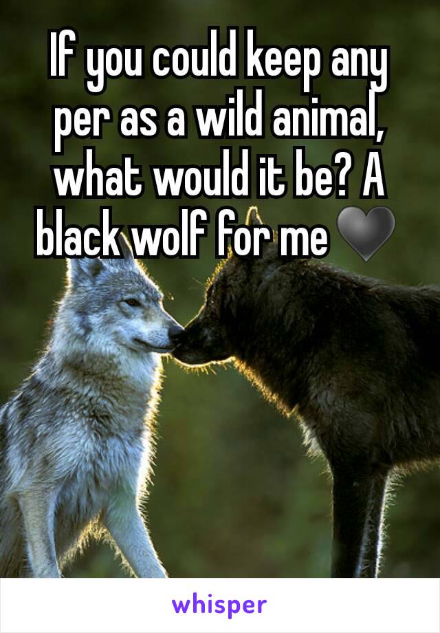 If you could keep any per as a wild animal, what would it be? A black wolf for me♥