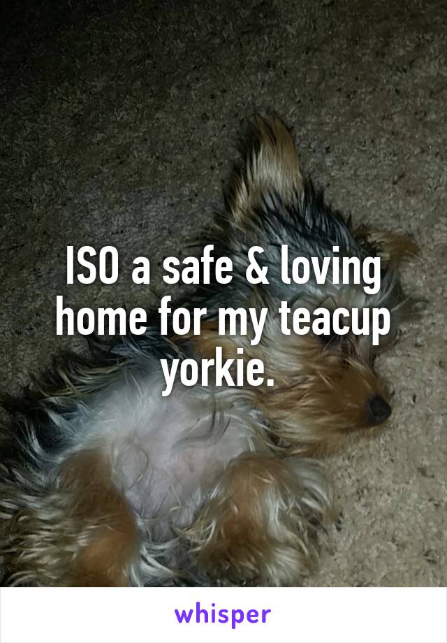 ISO a safe & loving home for my teacup yorkie. 