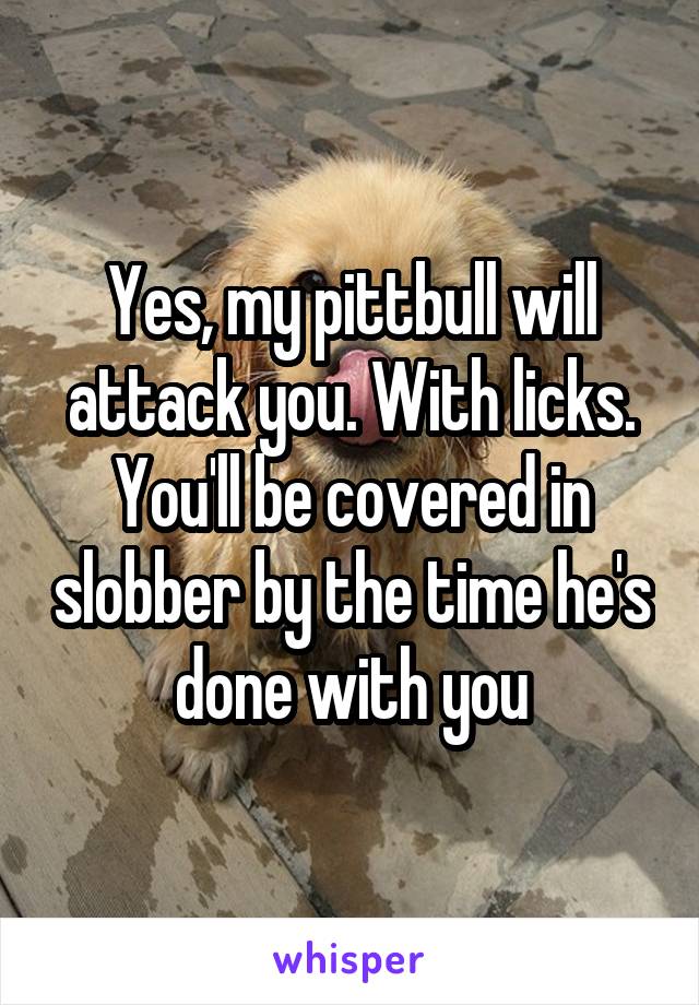 Yes, my pittbull will attack you. With licks. You'll be covered in slobber by the time he's done with you