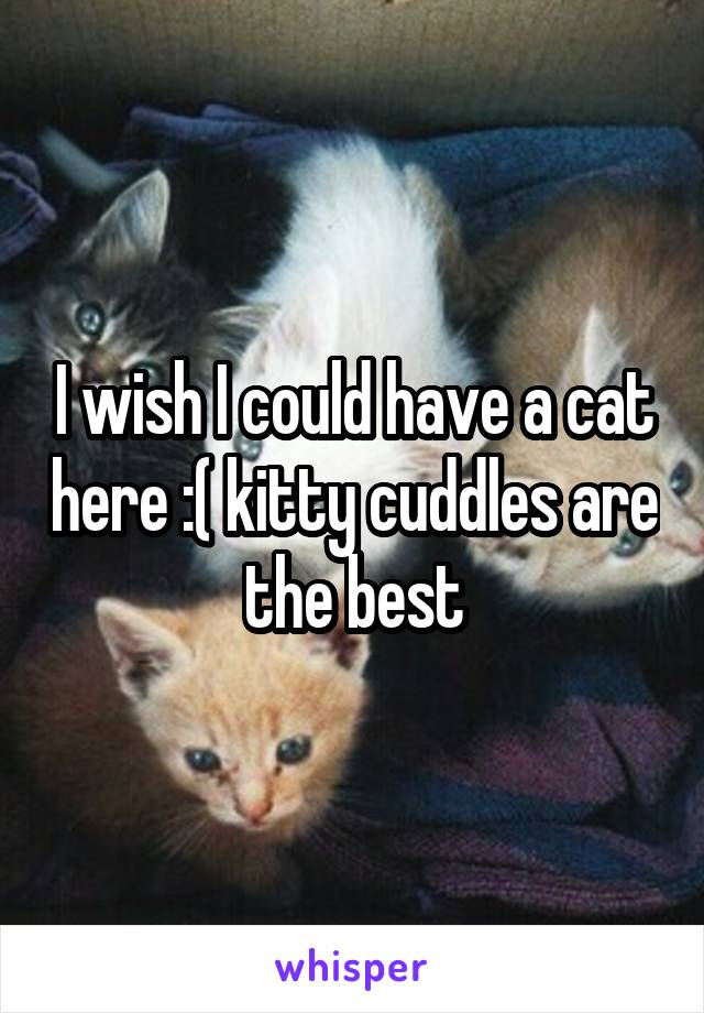 I wish I could have a cat here :( kitty cuddles are the best