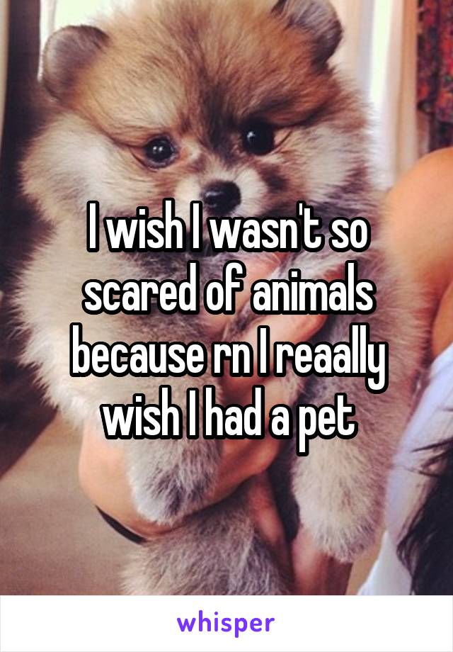 I wish I wasn't so scared of animals because rn I reaally wish I had a pet