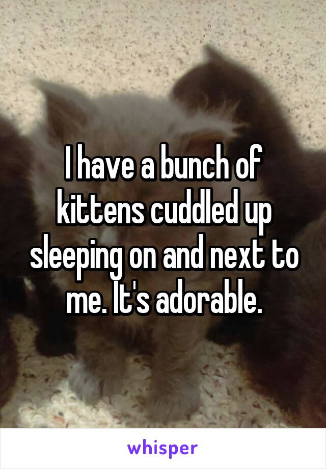 I have a bunch of kittens cuddled up sleeping on and next to me. It's adorable.